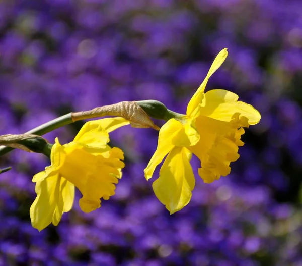 Gele Narcis Narcis Pseudonarcissus Narcis Paasklok Wilde Narcis Trompet — Stockfoto
