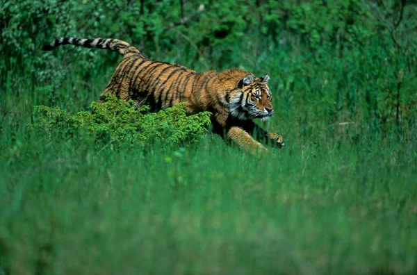 Siberische Tijger Panthera Tigris Altaica Mannetje — Stockfoto