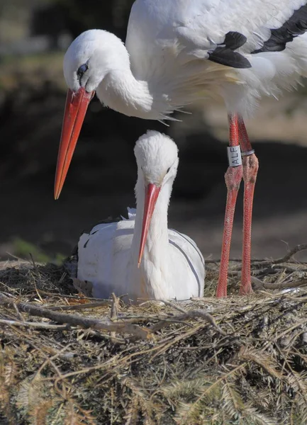Witte Ooievaar Paar Ooievaars Het Nest — Stockfoto
