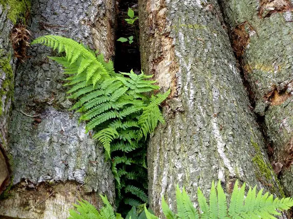 Κόψτε Κορμούς Δέντρων Στο Δάσος Θέα Την Ημέρα — Φωτογραφία Αρχείου