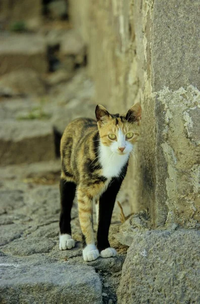 Buntes Kätzchen Auf Einer Steintreppe — Stockfoto
