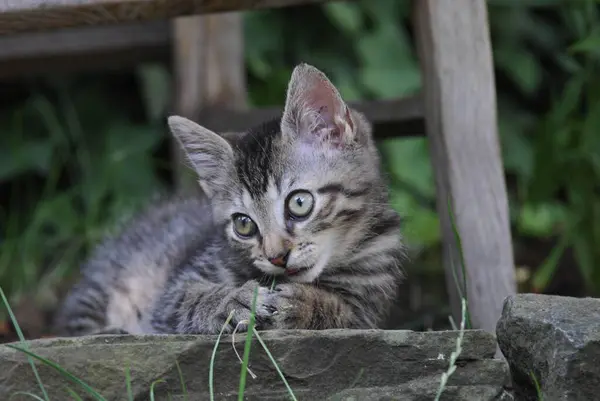 家养的小猫 胖胖的 躺在花园里的一块石头上 一只非家养的野猫 一只家养的猫 — 图库照片