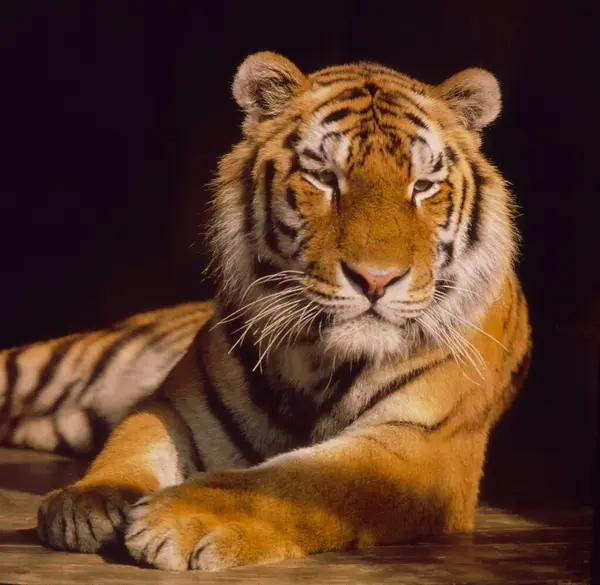 Sibirischer Tiger Panthera Tigris Altaica Oder Amurtiger — Stockfoto