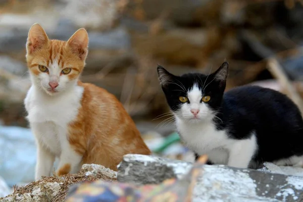 Two young domestic kittens side by side, bicolour, red-tiger-white and black-white, Tinos Island, Cyclades, Greece, two kittens side by side, Cyclades, Greece, Non-pedigree wildcat (felis silvestris) forma catus, domesticus, Europe