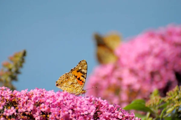 Schmetterlingsmalerin Vanessa Cardui Auf Schmetterlingsstrauch Buddleja Davidii Distelfalter Auf Sommerfliederblumen — Stockfoto