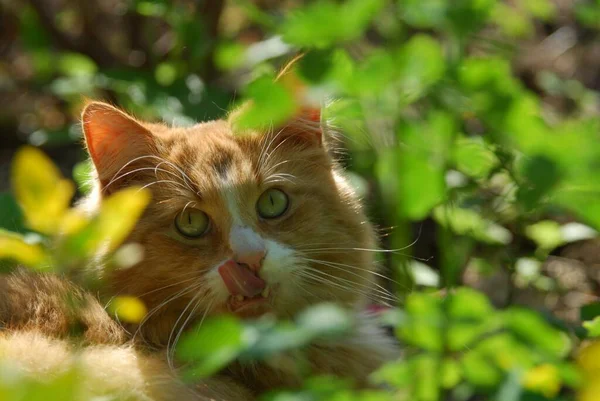 Крупним Планом Вид Милий Домашній Кіт — стокове фото