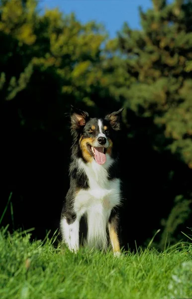 自然の背景に美しいボーダーコリー犬 — ストック写真