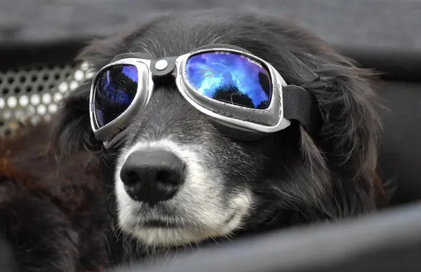 Beautiful dog with sunglasses