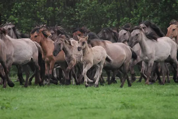 ドルメン野生の馬 化け物と群れをギャラップ メルフェルダーブルックで野生に住んで ウェストファリア — ストック写真