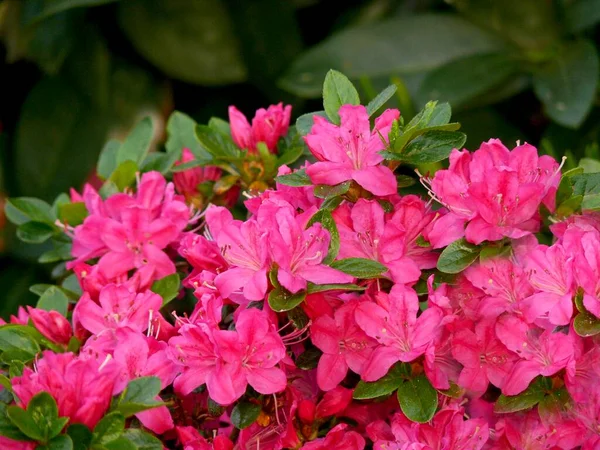 Rhododendron Flowering Garden — Stock Photo, Image