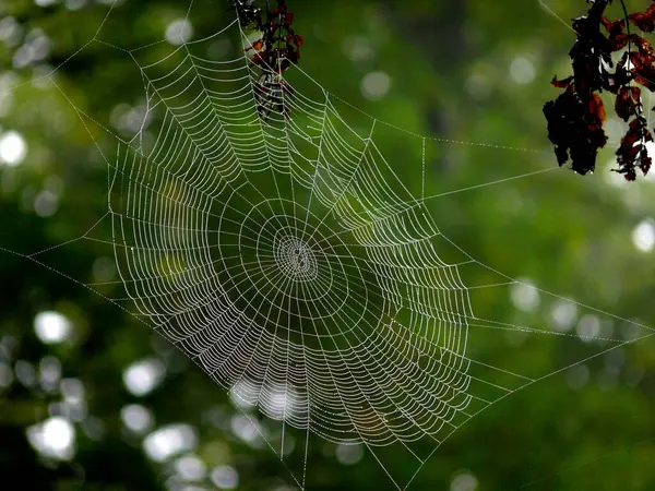 带绳子的蜘蛛网 — 图库照片