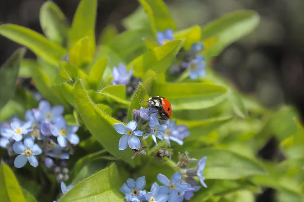 Ladybird Com Esquecer Não Jardim Madeira Esquecer Não Myosotis Sylvatica — Fotografia de Stock