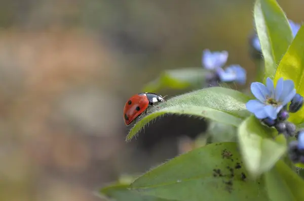 Ladybird Forget Garden Wood Forget Myosotis Sylvatica Επτά Σποτ Πασχαλίτσα — Φωτογραφία Αρχείου