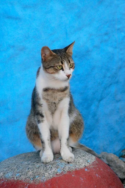 Gato Doméstico Sentado Ront Parede Azul — Fotografia de Stock