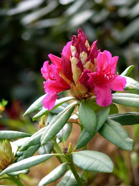 Rhododendron Florece Jardín —  Fotos de Stock