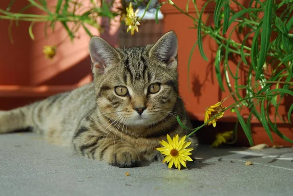 一只名叫Tabby的小猫咪躺在一朵黄色的花旁边 一只名叫Mackerel Tabby的小猫咪躺在一只名叫 Felis Silvestris 的黄色野猫身边 一只名叫 Felis Silvestris 的家猫身边 — 图库照片