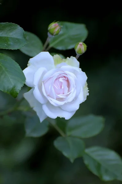 Όμορφα Τριαντάφυλλα Ανθίζουν Στον Κήπο — Φωτογραφία Αρχείου