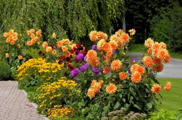 Black Forest House Flower Garden Summer Different Summer Flowers Garden — Stock Photo, Image