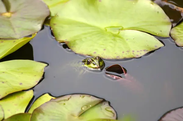 池の水のカエルを見る — ストック写真