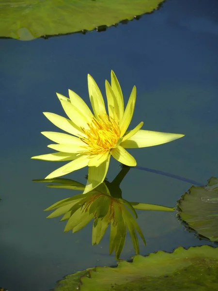 Zoological Botanical Garden Wilhelma Stuttgart Water Lily Pond — Stock Photo, Image