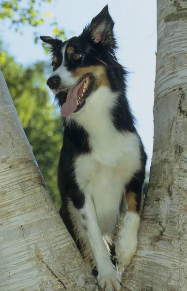 Piękny Border Collie Pies Tle Natury — Zdjęcie stockowe