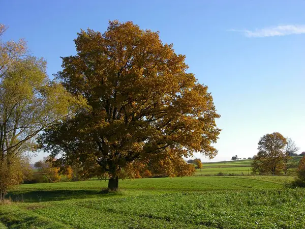 Дуб Осенью Посев Озимых Злаков — стоковое фото