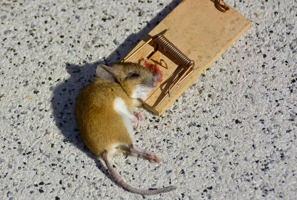 Maus Der Mausefalle Mit Speck Fängt Man Mäuse Hausmaus Mus — Stockfoto