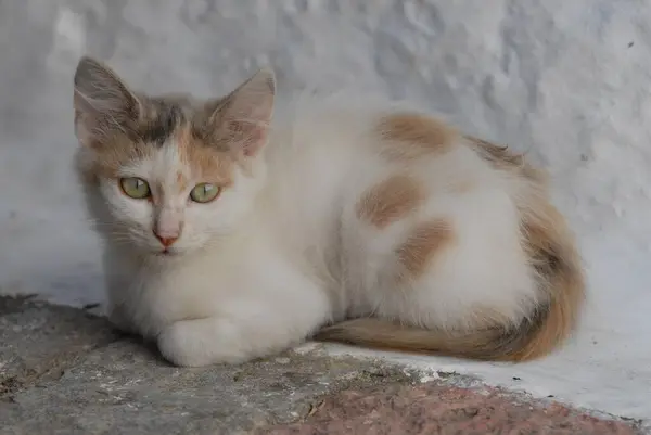 Genç Evcil Kedi Bembeyaz Bir Duvarın Önünde Dinleniyor — Stok fotoğraf