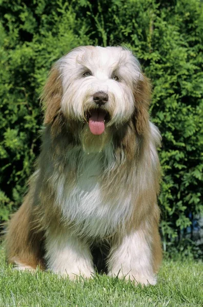 Bearded Collie herding dogs and cattle dogs, Bearded collie sheepdogs and cattledogs