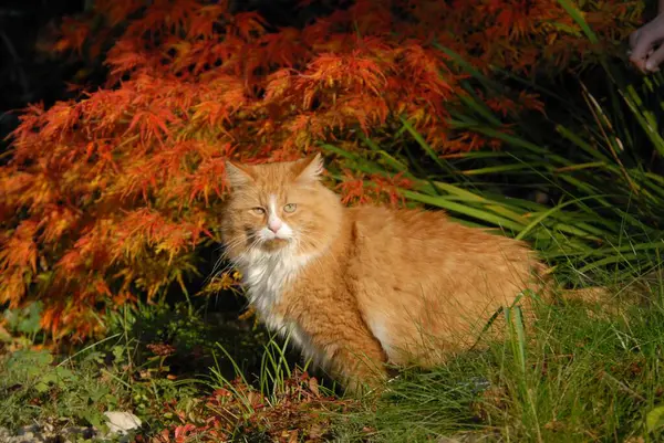 Domestic cat sitting in front of a Japanese Maple