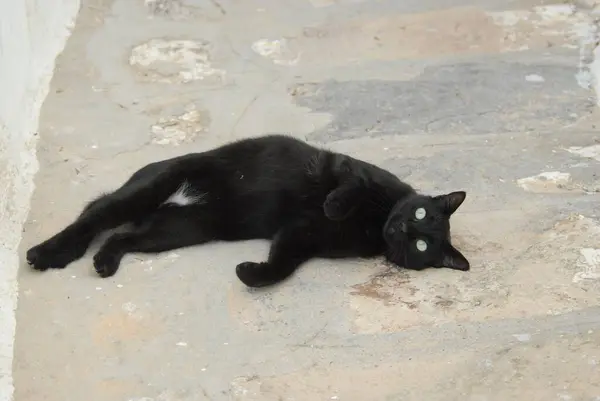 Černá Kočka Ulici Pohled Zblízka — Stock fotografie