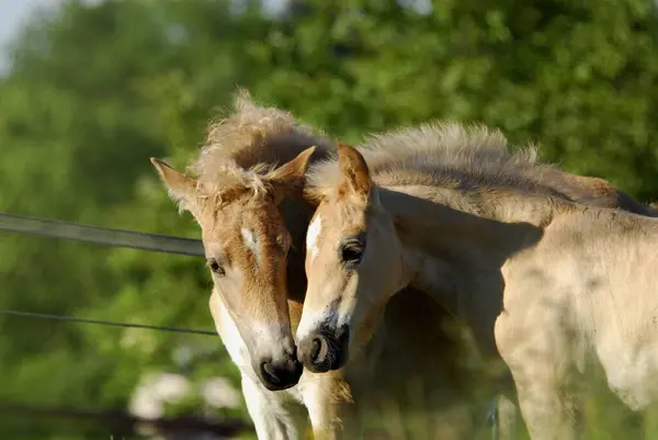 Haflinger Hříbata Klisna Hřebec Stojící Bok Boku Čenichající Sebe Equus — Stock fotografie