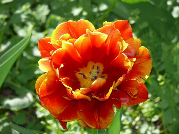 夏の庭で美しいチューリップの花 — ストック写真