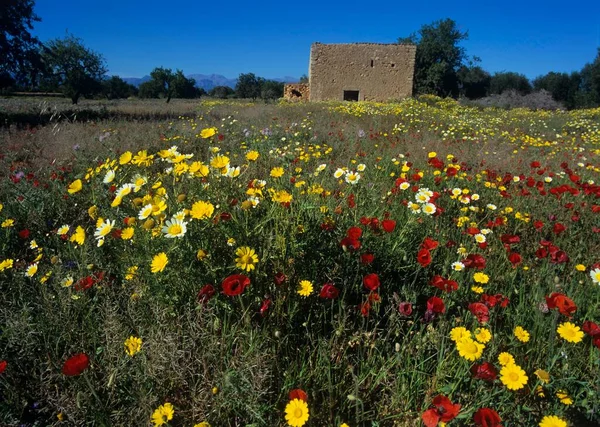Kwiaty Kukurydzy Kwitnące Ogrodzie — Zdjęcie stockowe