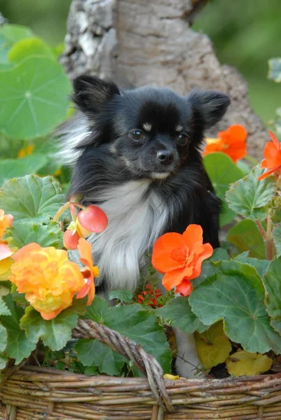 Chihuahua, male, long-coated tricolour, sitting between flowering begonia, portrait, FCI Standard No. 218, long-coated, sitting between flowering begonia, domestic dog (canis lupus familiaris)