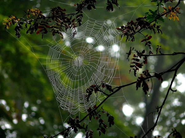 Hämähäkinverkko Köydellä — kuvapankkivalokuva