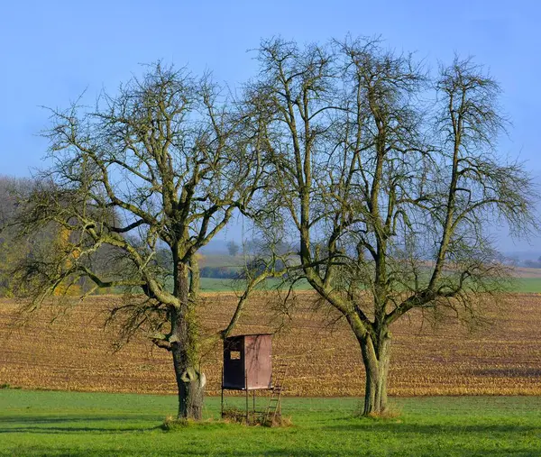 Württembergische Herbstlandschaft Zwei Birnbäume Zwischen Jägerhochsitz Bei Sternenfels — Stockfoto