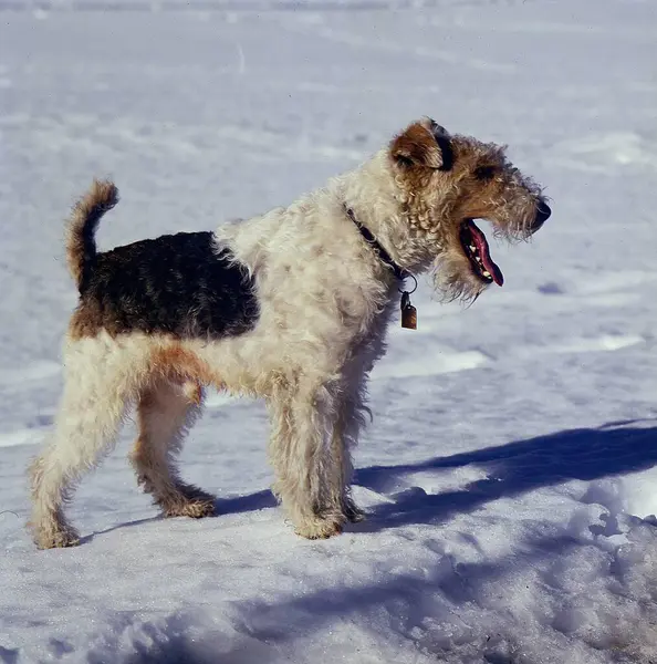 Fox, Terrier in the Snow
