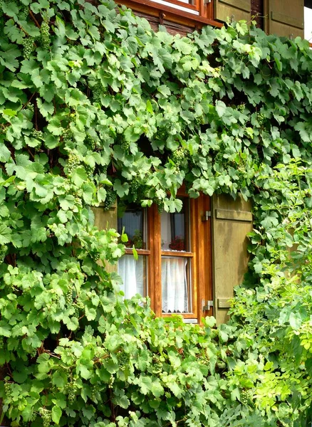 Grapes Leaves House — Stock Photo, Image