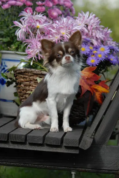 Young Chihuahua, 7 months old, male, longhair, chocolate tan with white, pied, sitting in front of a flowerpot in an old handcart, FCI Standard No. 218, Chihuahua, 7 months old, long-coated, sitting in front of a flowerpot in an old handcart, can