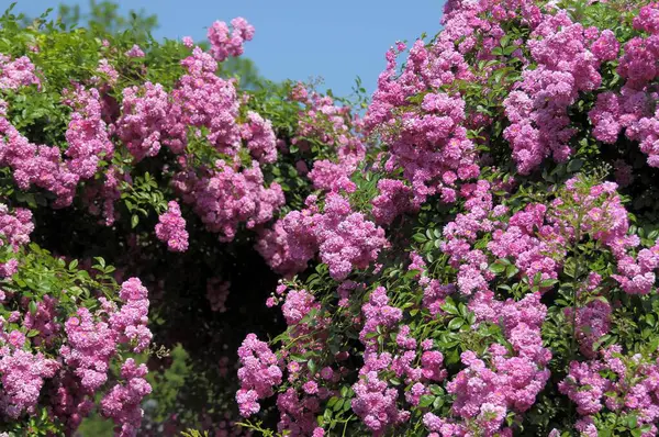Prachtige Rozen Bloeiend Tuin — Stockfoto
