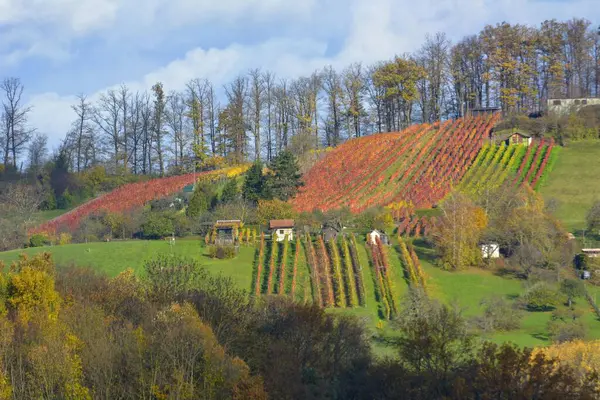 モールブロン バーデン ウォルテンベルク ドイツ 秋のワインヤード — ストック写真
