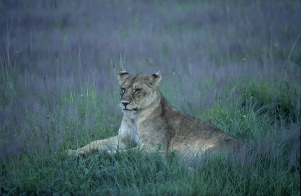 León Panthera Leo Leu Parque Nacional Del Serengeti —  Fotos de Stock