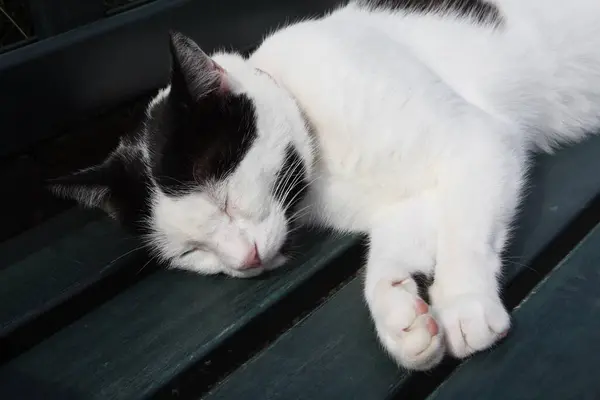Kot Śpi Podłodze — Zdjęcie stockowe