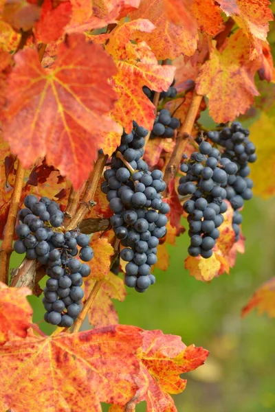 Красное Вино Виноград Виноградной Лозе Красочными Осенними Листьями Lemberger Kraichgau — стоковое фото