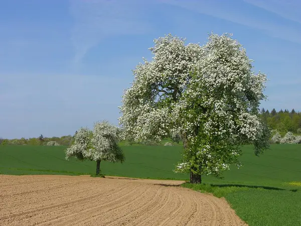 Грушеві Дерева Літньому Лузі Вид Вдень — стокове фото