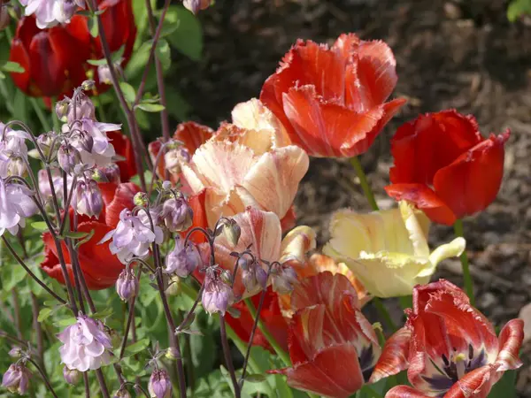 Tulipanes Coloridos Jardín —  Fotos de Stock