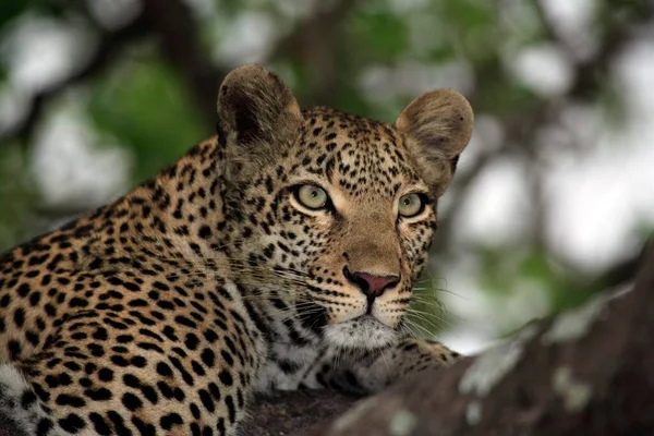 Leopard Panthera Pardus Kruger National Park Etelä Afrikka Sabisabi Private — kuvapankkivalokuva