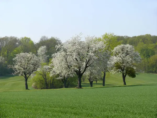 Blühende Obstbäume Bei Pforzheim Frühling Feldweg — Stockfoto