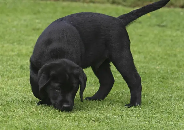 Labrador Retriever Cachorro Semanas Edad Césped Jardín —  Fotos de Stock